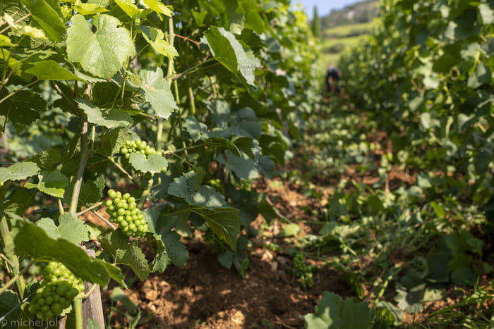 Dégustation de la Crée