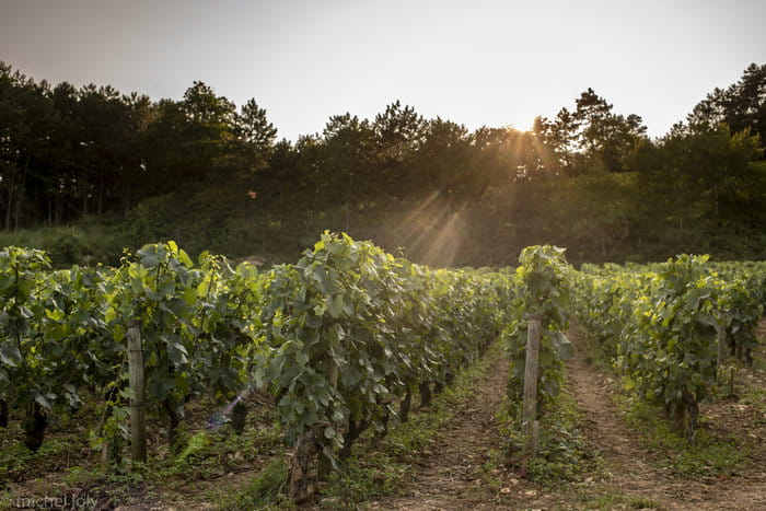Expérience Collection - La Côte de Beaune en 8 Chapitres. 
