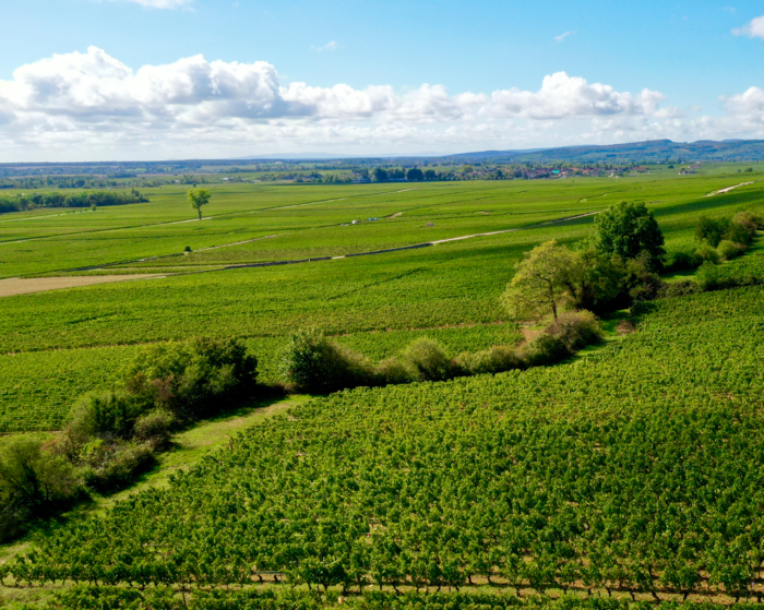 Expérience Collection - La Côte de Beaune en 8 Chapitres. 