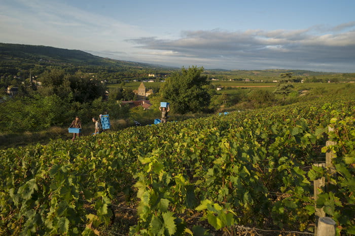 Expérience Vendanges 2026