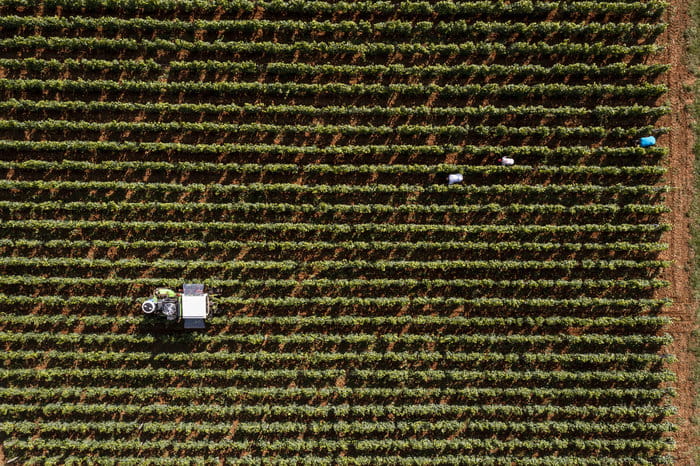 Expérience Vendanges 2026