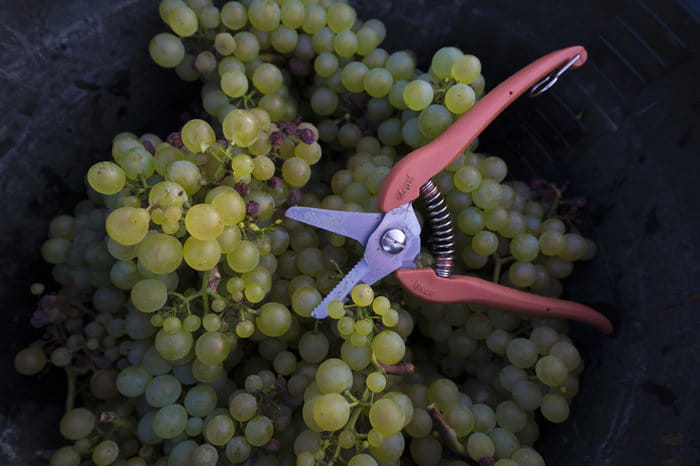 Expérience Vendanges 2026