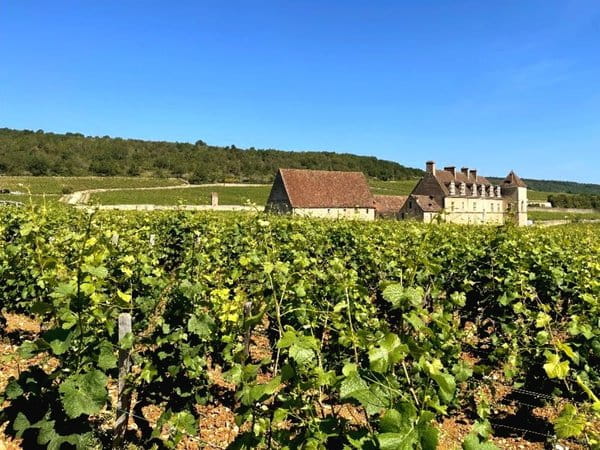 Evenstad Estates agrandit son vignoble en Bourgogne